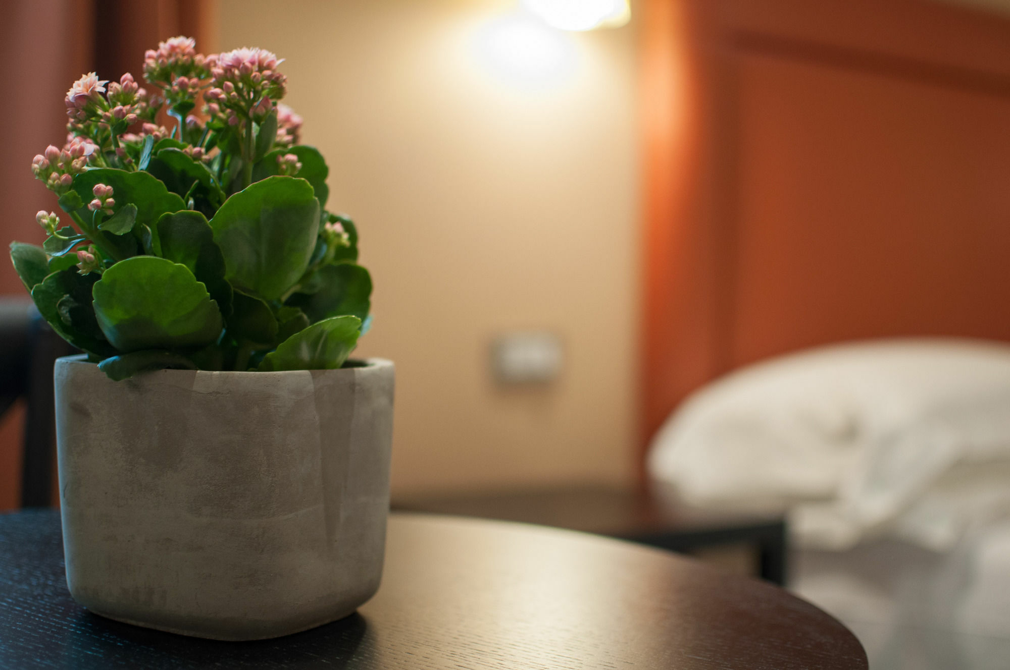 My Trevi Charming & Luxury Rooms Roma Eksteriør bilde